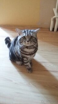 Whiskas mačiatka