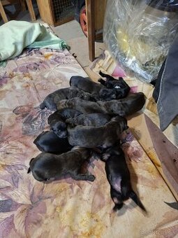 Cane corso