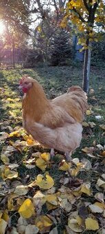 Kohut orpington žltý