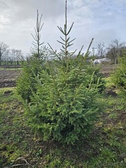 Vianočné stromčeky na predaj