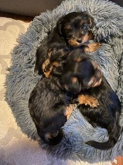 Mini Yorkshire teriér šteniatka na predaj - 1
