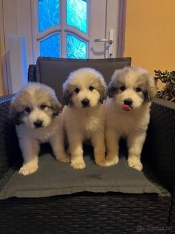 Pyrenejský horský pes