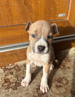 Americký stafordsirsky terier, Stafford, amstaf