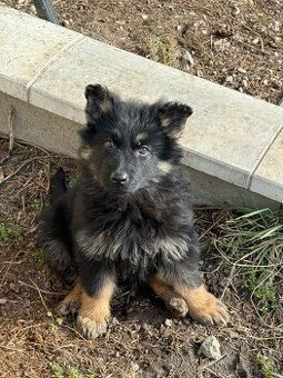 Nemecky ovciak fenka bez PP