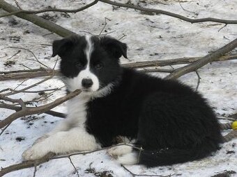 Šteňatá s PP - Border kólia / kolia - již k odběru 
