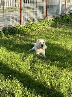 Krytie labrador akita inu