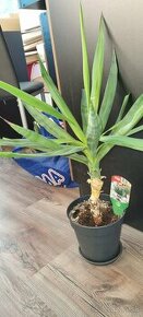 Yucca elephantipes