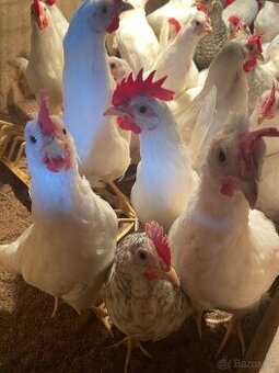 Kohúty Leghorn/Cream legbar