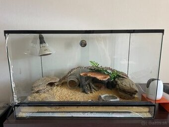 Predam terarium