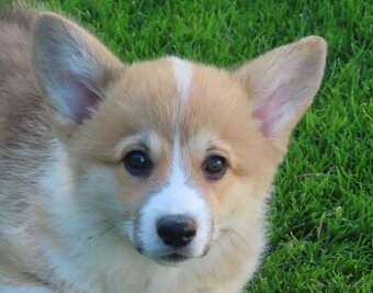 welsh corgi - 1
