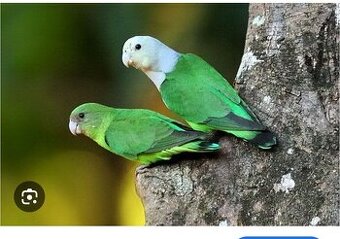 Agapornis cana