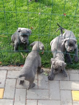Cane corso modré šteniatka