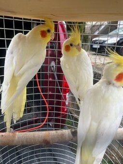 Korely lutino chovný pár