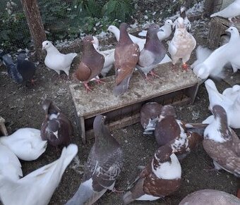 Predam holuby Kalifornské,Hubel