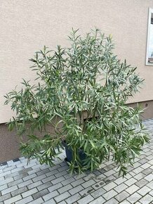 Predám oleander biely - 1
