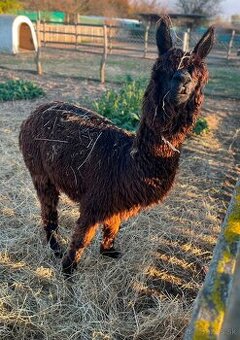 Lama alpaka