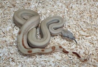 Boa imperator - Normal a Hypo 66% het Sterling VPI