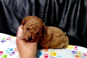 Pudlik pudel Toy