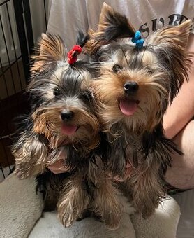 Yorkshire terrier s PP FCI