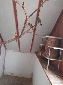 Pyrura zelenolíca