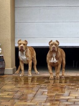 American bully XL