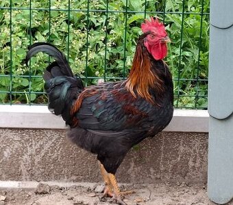 Predam pekneho kohuta, pripadne vymenim za sliepku.