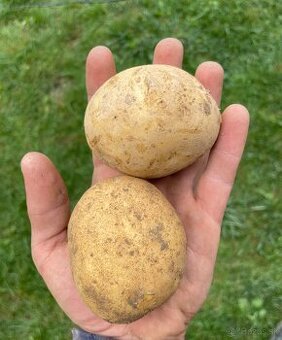 Zemiaky Marabel, Anushka