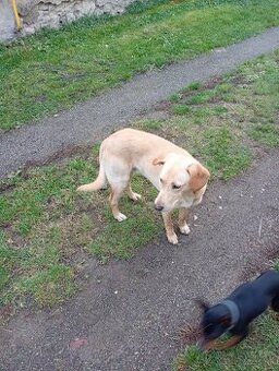 Darujem psa zlatý retríver ešte štene