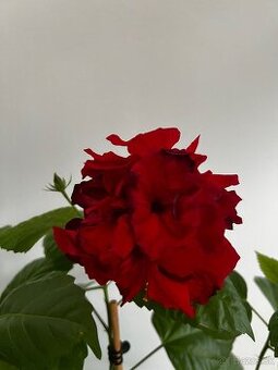 Čínske ruže (červené)