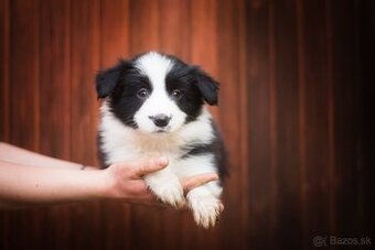 Border Kólia s PP - plánovaný vrh - šteniatka