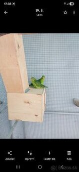 Papagaj červenokridly