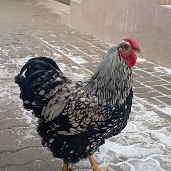 Wyandotka strieborná čierno lemovana