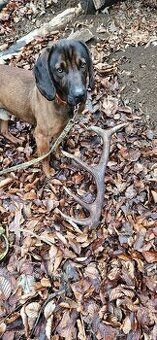 Ponúkam na krytie bavorskeho farbiara