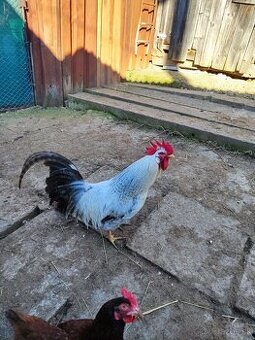 Predám mladého kohúta