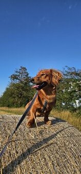 Jazvečík na krytie