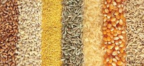 Pšenica, jačmeň, kukurica, šrot, hrach, slnečnica, horčica