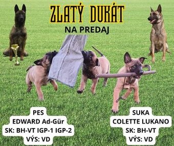 Malinois