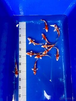 Predaj KOI kaprov KIKUSUI 12-15cm 18€