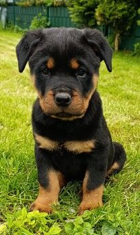 Rotvajler, Rottweiler, RTW - 1