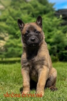 Belgický ovčiak Malinois ,,G” vrh