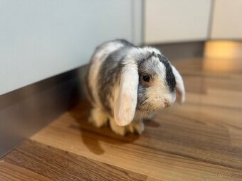 1,5 ročný králik - Mini Lop s klietkou za symbolickú cenu