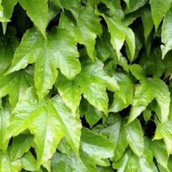Pavinic trojlalocny Veitchii