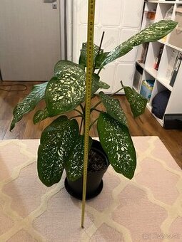 Dieffenbachia, izbova rastlina, kvet