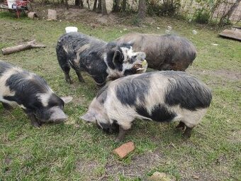 Kune kune