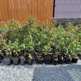 3ročné kanadské čučoriedky