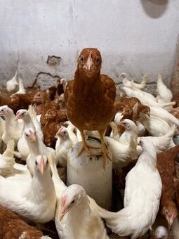 Predám mládky 20 týždňové 
Nosnice