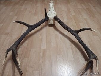 Trofej trofeje parohy parožie zhody...