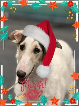 Ruský chrt Barzoj (borzoi) s PP - 1