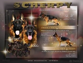 Nemecký ovčiak šteniatka