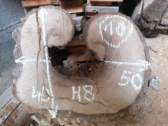 Orech - priečny rez